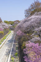 昭和記念公園の桜 [KNO110024734]