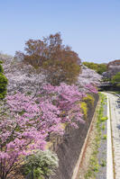 昭和記念公園の桜 [KNO110024735]