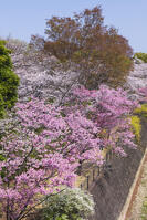 昭和記念公園の桜 [KNO110024736]