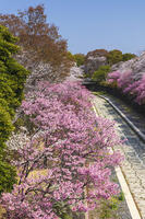 昭和記念公園の桜 [KNO110024737]