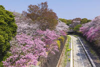 昭和記念公園の桜 [KNO110024738]