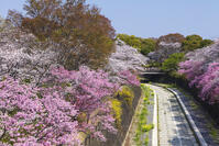 昭和記念公園の桜 [KNO110024739]