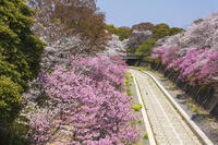 昭和記念公園の桜 [KNO110024740]