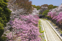 昭和記念公園の桜 [KNO110024741]