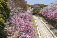 昭和記念公園の桜 [KNO110024742]
