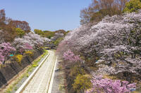 昭和記念公園の桜 [KNO110024743]