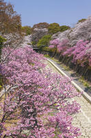 昭和記念公園の桜 [KNO110024744]