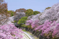 昭和記念公園の桜 [KNO110024745]