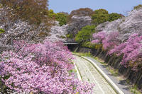 昭和記念公園の桜 [KNO110024748]