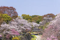 昭和記念公園の桜 [KNO110024749]