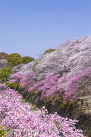 昭和記念公園の桜 [KNO110024750]