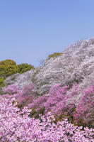 昭和記念公園の桜 [KNO110024751]