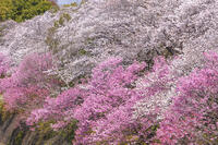 昭和記念公園の桜 [KNO110024753]