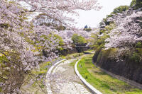 昭和記念公園の桜 [KNO110024754]