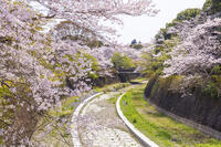 昭和記念公園の桜 [KNO110024755]