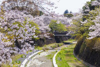 昭和記念公園の桜 [KNO110024756]