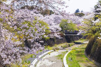 昭和記念公園の桜 [KNO110024757]