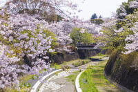 昭和記念公園の桜 [KNO110024758]
