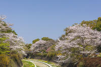 昭和記念公園の桜 [KNO110024759]
