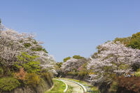 昭和記念公園の桜 [KNO110024760]