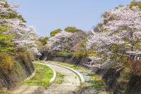昭和記念公園の桜 [KNO110024761]