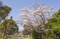昭和記念公園の桜 [KNO110024763]