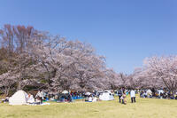 昭和記念公園 [KNO110024765]