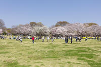 昭和記念公園 [KNO110024766]
