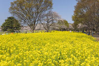 昭和記念公園の菜の花畑と桜 [KNO110024768]