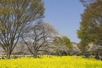 昭和記念公園の菜の花畑と桜 [KNO110024769]