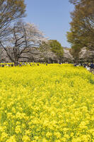 昭和記念公園の菜の花畑と桜 [KNO110024770]