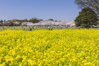 昭和記念公園の菜の花畑と桜 [KNO110024771]