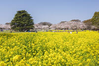 昭和記念公園の菜の花畑と桜 [KNO110024772]