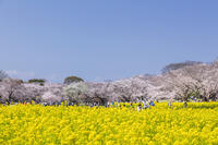 昭和記念公園の菜の花畑と桜 [KNO110024773]
