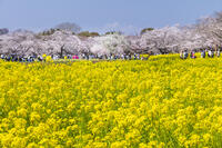 昭和記念公園の菜の花畑と桜 [KNO110024774]