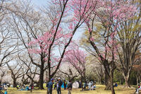 昭和記念公園の桜 [KNO110024777]