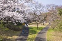 昭和記念公園の桜とサイクリングコース [KNO110024778]