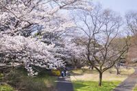 昭和記念公園の桜とサイクリングコース [KNO110024779]