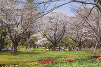 昭和記念公園の渓流広場 [KNO110024781]