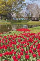 昭和記念公園の渓流広場 [KNO110024782]