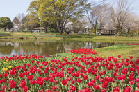 昭和記念公園の渓流広場 [KNO110024783]
