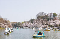 桜咲く井の頭恩賜公園 [KNO110024786]