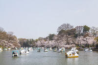 桜咲く井の頭恩賜公園 [KNO110024787]