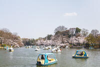 桜咲く井の頭恩賜公園 [KNO110024788]