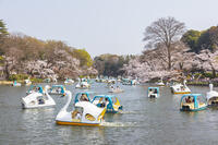 桜咲く井の頭恩賜公園 [KNO110024789]