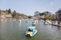 桜咲く井の頭恩賜公園 [KNO110024790]
