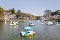 桜咲く井の頭恩賜公園 [KNO110024791]
