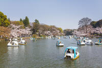桜咲く井の頭恩賜公園 [KNO110024792]