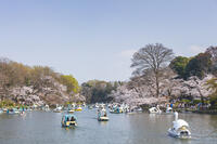 桜咲く井の頭恩賜公園 [KNO110024793]