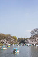 桜咲く井の頭恩賜公園 [KNO110024795]